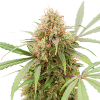 Super  Sativa  Seed  Club  Cannabis  Seeds  Auto  Ak  Triple  Haze