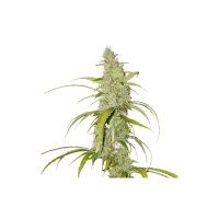 Super Sativa Seed Club Cannabis Seeds Auto Creeper