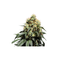 Super Sativa Seed Club Cannabis Seeds Bruce Lemon Diesel