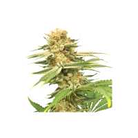 Super  Sativa  Seed  Club  Cannabis  Seeds  Friesland