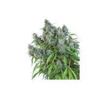 Super  Sativa  Seed  Club  Cannabis  Seeds  Frosty  Friday