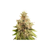 Super Sativa Seed Club Cannabis Seeds Golden Apple Haze