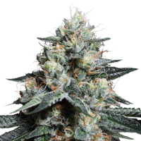 Super  Sativa  Seed  Club  Cannabis  Seeds  Lava  Freeze