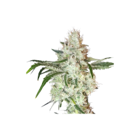 Super Sativa Seed Club Cannabis Seeds Lemon O G
