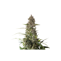 Super  Sativa  Seed  Club  Cannabis  Seeds  Prima  Holandica