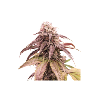 Super Sativa Seed Club Cannabis Seeds Strawberry Cookies