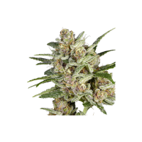 Super Sativa Seed Club Cannabis Seeds Super Mad Sky Floater