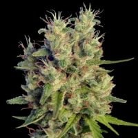 Supermalawihaze