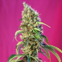 Sweet  Cannabis  Seeds  Black  Jack  Cbd