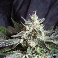 Sweet  Cannabis  Seeds  Black  Jack