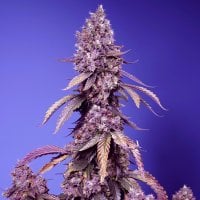Sweet  Cannabis  Seeds  Black  Muffin  F1  Fast  Version