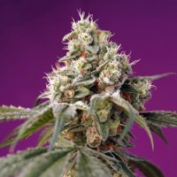 Sweet  Cannabis  Seeds  Bruce  Banner  Auto