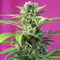 Sweet  Cannabis  Seeds  Chem  Beyond  Diesel  Cbd