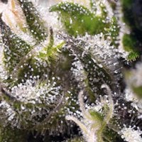 Sweet  Cannabis  Seeds  Cream  Caramel  Auto