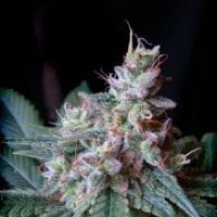 Sweet  Cannabis  Seeds  Cream  Caramel