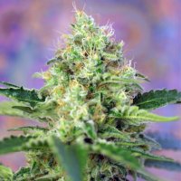 Sweet  Cannabis  Seeds  Crystal  Candy