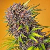 Sweet  Cannabis  Seeds  Diablo  Rojo  Xl  Auto