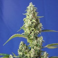 Sweet  Cannabis  Seeds  Gorilla  Girl  Xl  Auto