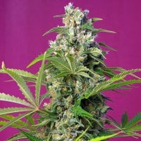 Sweet  Cannabis  Seeds  Gorilla  Girl