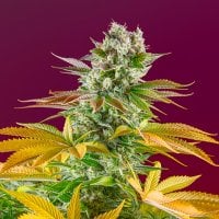 Sweet  Cannabis  Seeds  Gorilla  Sherbet  F1  Fast  Version