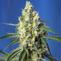 Sweet  Cannabis  Seeds  Green  Poison  Cbd