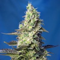 Sweet  Cannabis  Seeds  Green  Poison  Xl  Auto
