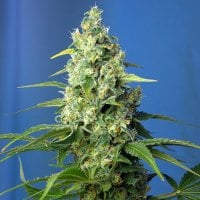 Sweet  Cannabis  Seeds  Honey  Peach  Auto  Cbd