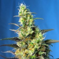 Sweet  Cannabis  Seeds  Ice  Cool  Cbd