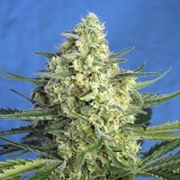 Sweet  Cannabis  Seeds  Jack 47  Xl  Auto