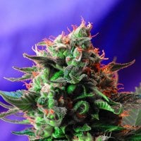 Sweet  Cannabis  Seeds  Jack 47