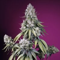 Sweet  Cannabis  Seeds  Jealousy  Z  Xl  Auto