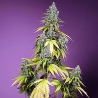 Sweet  Cannabis  Seeds  Jet  Fuel  Mandarine  Xl  Auto