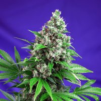Sweet  Cannabis  Seeds  Killer  Kush  Fast  Version