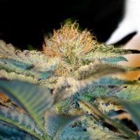 Sweet Cannabis Seeds Moham Ram