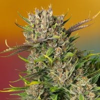 Sweet  Cannabis  Seeds  Papaya  Zoap  Auto