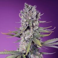 Sweet  Cannabis  Seeds  Papaya  Zoap  F1  Fast  Version