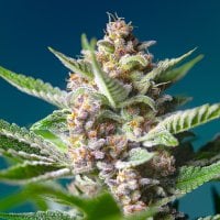 Sweet  Cannabis  Seeds  Purple  Punch  Og
