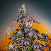 Sweet  Cannabis  Seeds  Red  Gorilla  Girl  Xl  Auto