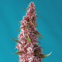 Sweet  Cannabis  Seeds  Red  Pure  Auto  Cbd