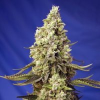 Sweet  Cannabis  Seeds  Runtz  Xl  Auto
