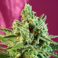 Sweet  Cannabis  Seeds  S  A  D  Cbd