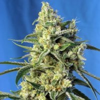 Sweet  Cannabis  Seeds  Sweet  Amnesia  Haze