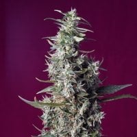 Sweet  Cannabis  Seeds  Sweet  Cherry  Pie