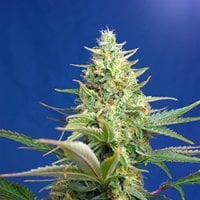 Sweet  Cannabis  Seeds  Sweet  Pure  Auto  Cbd