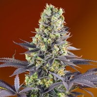 Sweet  Cannabis  Seeds  Sweet  Zkittlez