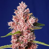 Sweet  Cannabis  Seeds  Tropicanna  Poison  F1  Fast  Version