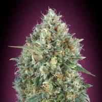 Tastebudz  Cannabis  Seeds  Biscotti 33  Auto
