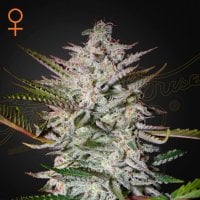 Tastebudz  Cannabis  Seeds  Black  Apple  Fritter