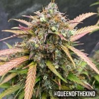 Tastebudz  Cannabis  Seeds  Bubble  Runtz  Auto