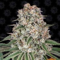 Tastebudz  Cannabis  Seeds  Critical  Banana  Smoothie  Auto